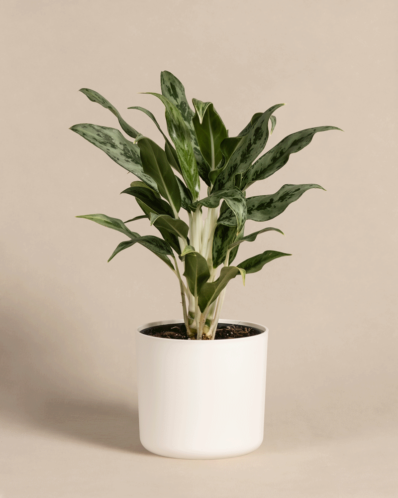 feey-aglaonema-greyhound-zimmerpflanze-kolbenfaden image 7