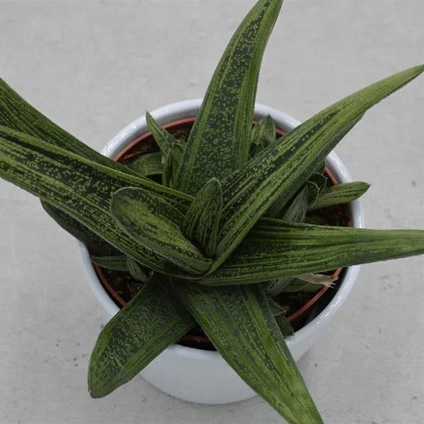 pasiora-gasteria-dragon-skin-sukkulente-little-warty-12cm-topf image 1