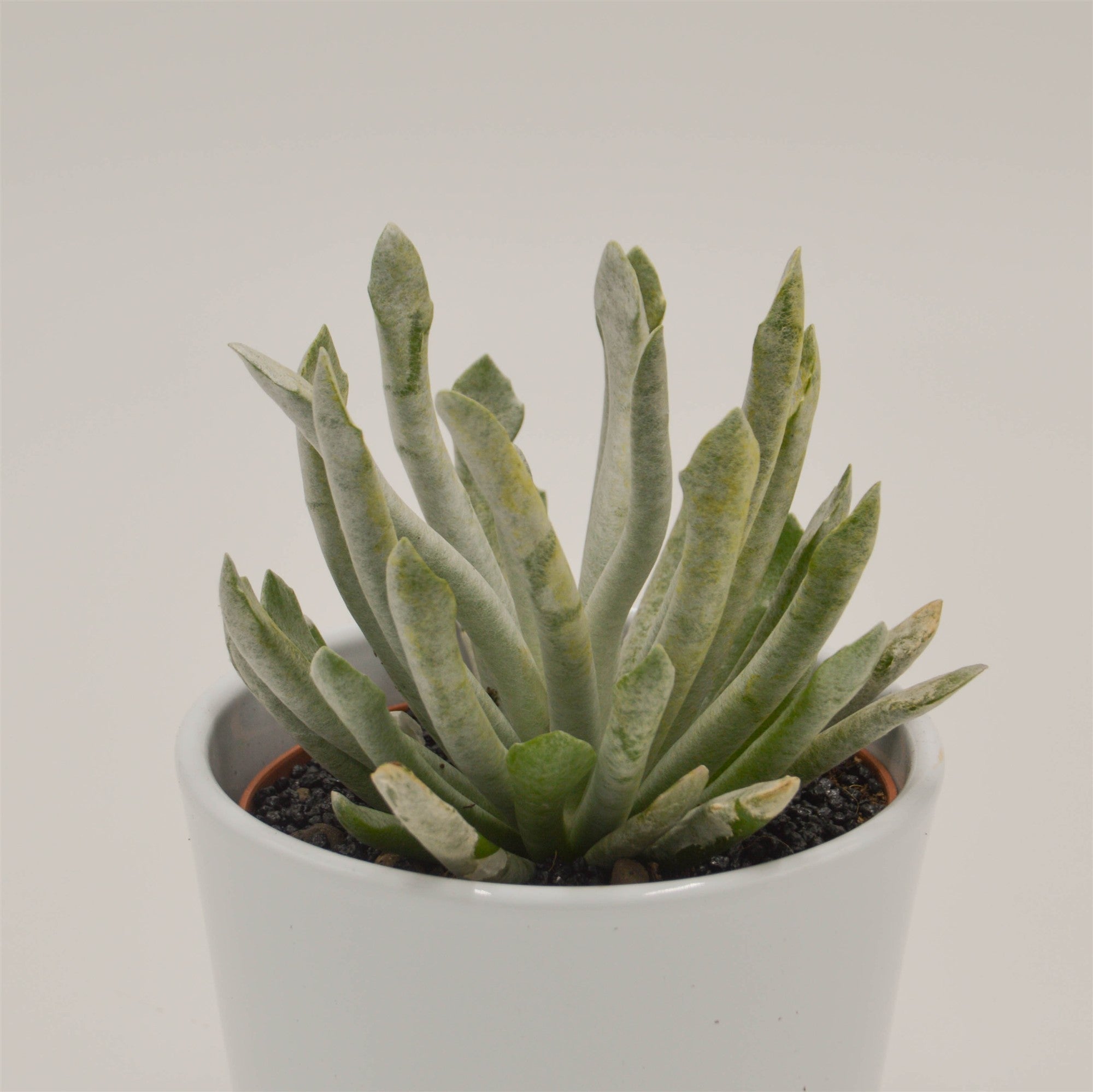 pasiora-senecio-scaposus-v-addoensis-sukkulente-10-5cm-topf image 1