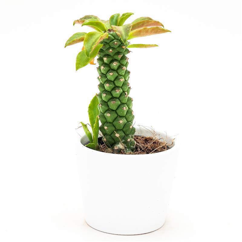 pasiora-monadenium-stapelioides-sukkulente-5-5-cm-topf image 1