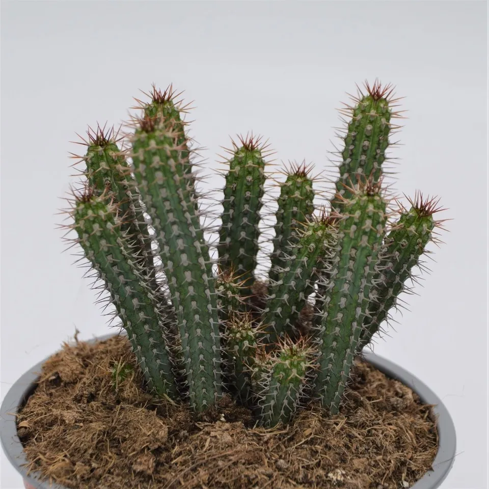 pasiora-euphorbia-baioensis-sukkulente-13-cm-topf image 1