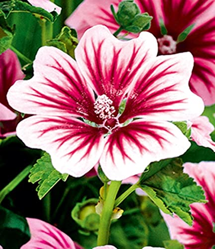 baldur-garten-3x-stauden-malve-zebrina-9x9-cm-topf image 8