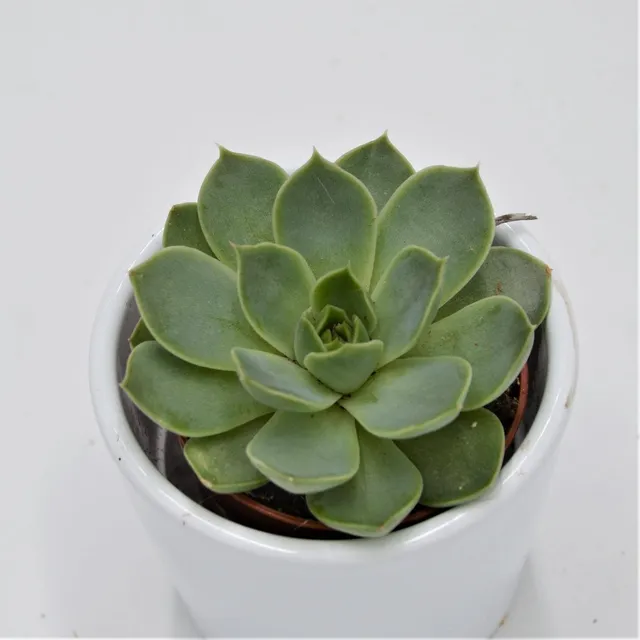 pasiora-echeveria-hyalina-green-5-5cm-sukkulente image 1