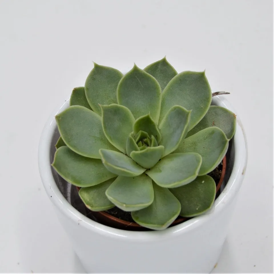 pasiora-echeveria-hyalina-green-5-5cm-sukkulente image 1