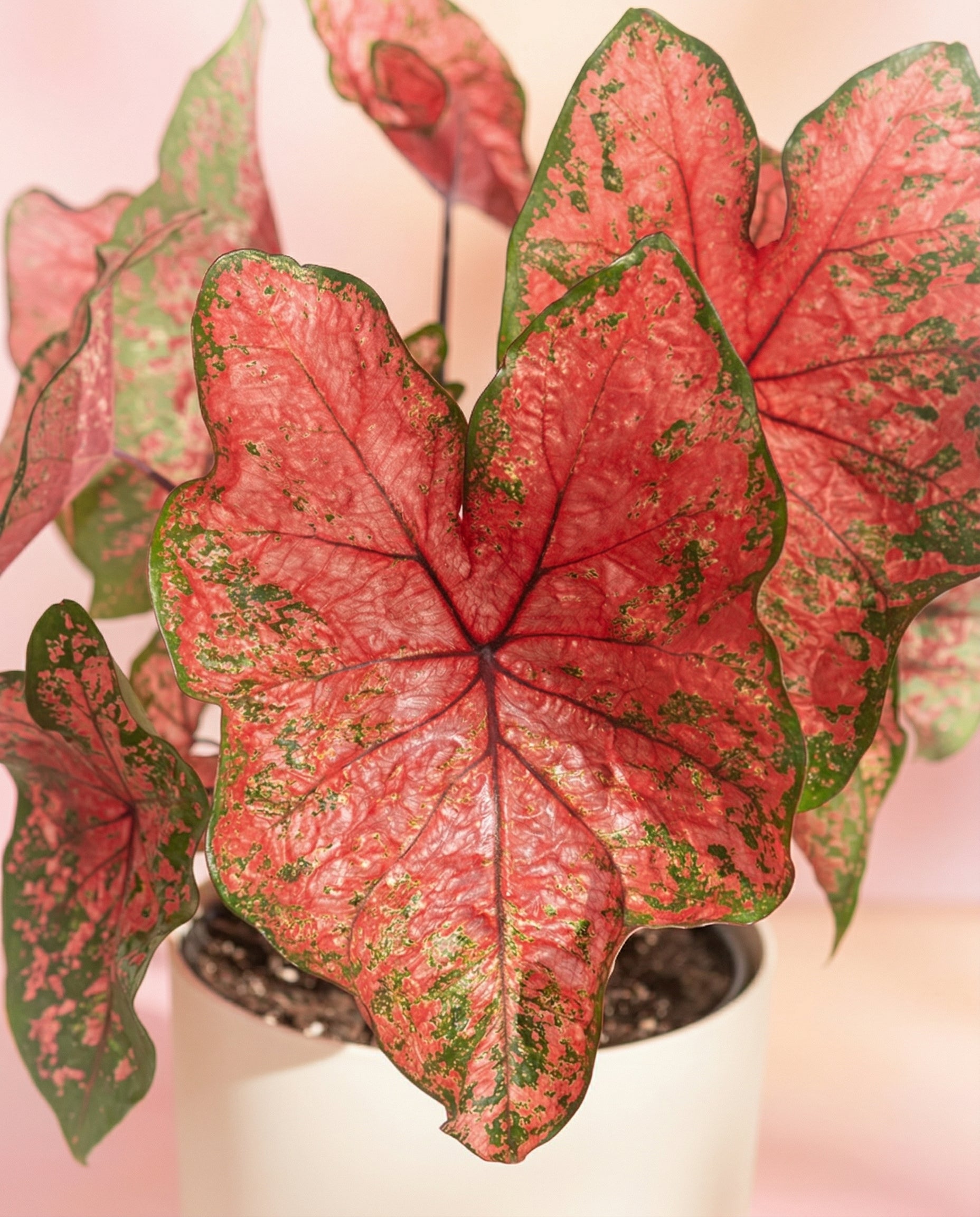feey-caladium-lava-glow-zimmerpflanze image 2