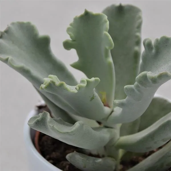 pasiora-cotyledon-coral-b-rentatze-sukkulente-10-5-cm-topf image 1