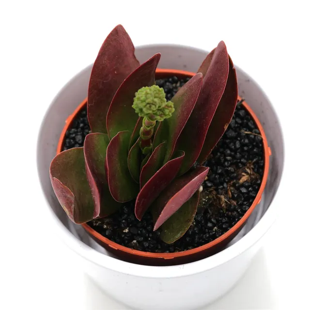 pasiora-crassula-cotyledonis-verde-sukkulente-8-5cm-topf image 1
