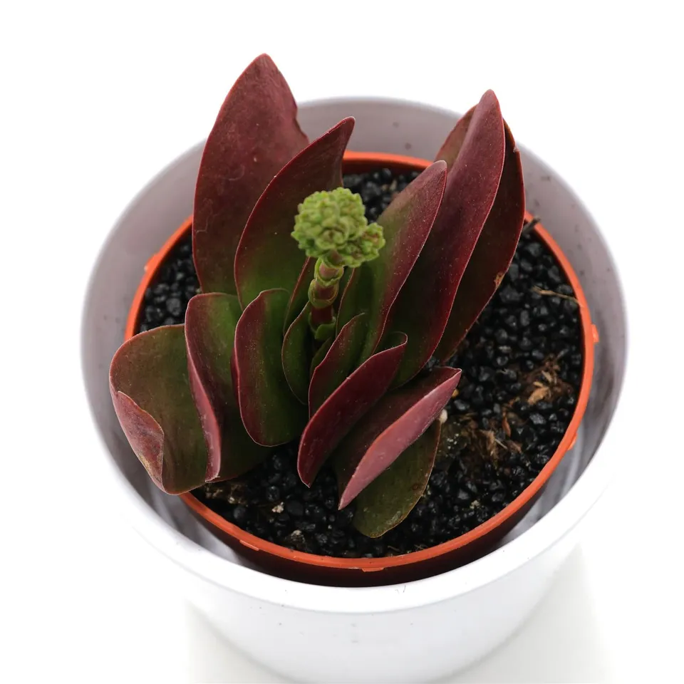 pasiora-crassula-cotyledonis-verde-sukkulente-8-5cm-topf image 1