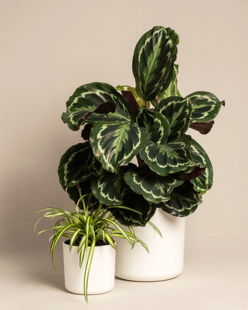 feey-kinderfreundliches-duo-calathea-roseoptica-gr-nlilie-im-set image 7