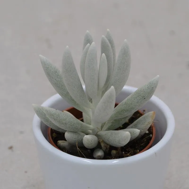 pasiora-senecio-haworthii-sukkulente-5-5cm-topf image 1