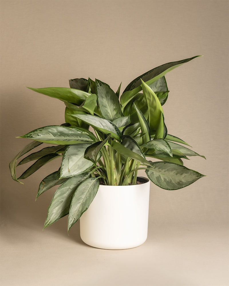 feey-aglaonema-silverado-kolbenfaden-50-60-cm image 7
