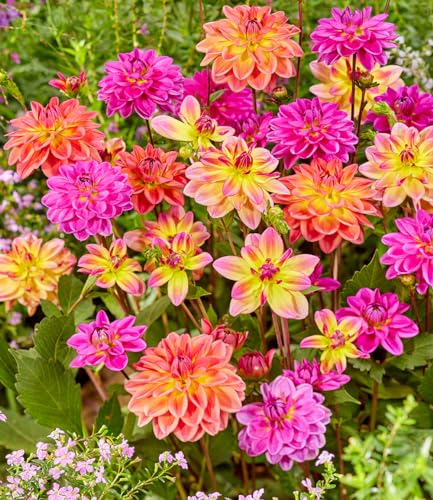 baldur-garten-dahlien-mix-pacific-3-knollen-gr-e-i image 2