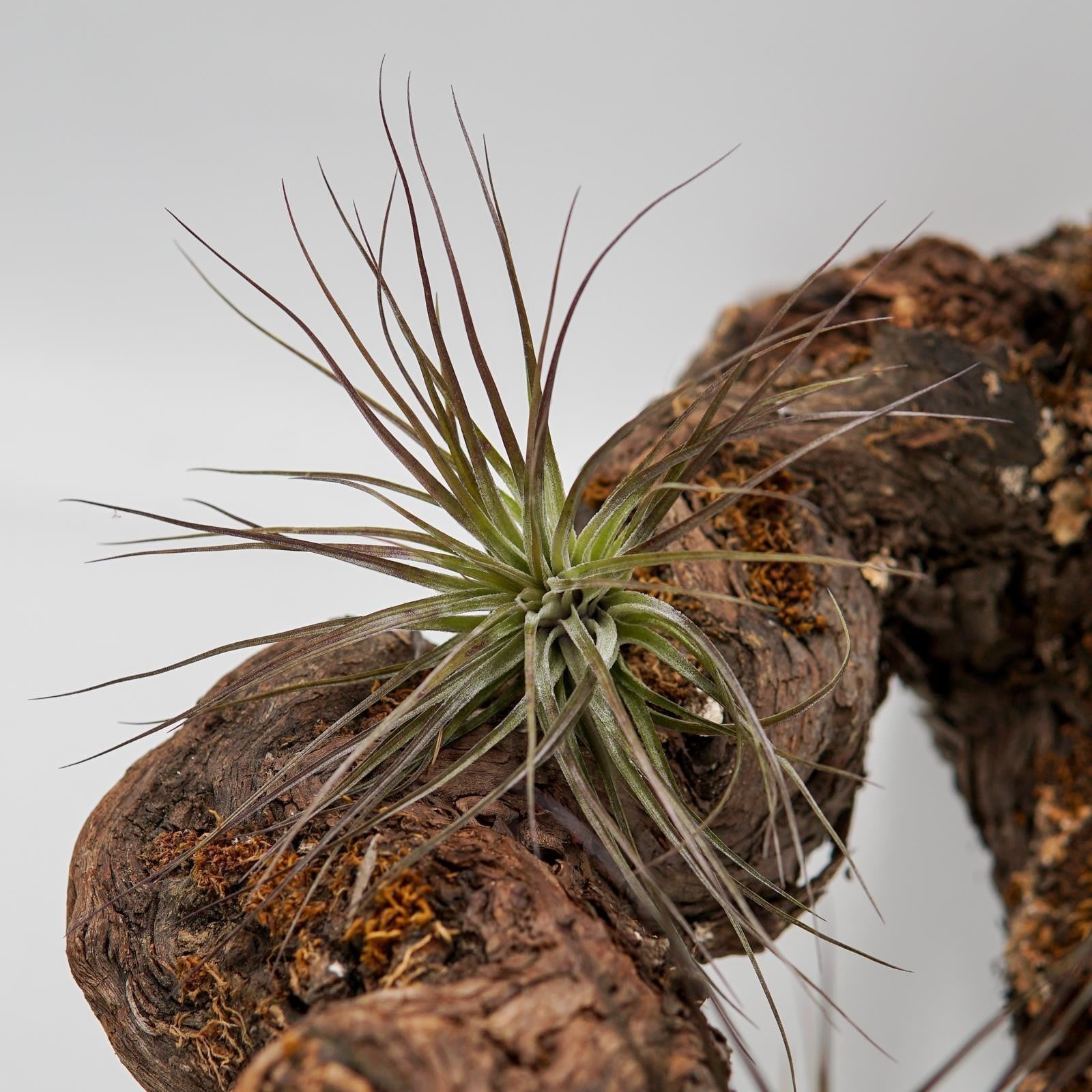 pasiora-tillandsia-stricta-luftpflanze-bromelie image 4