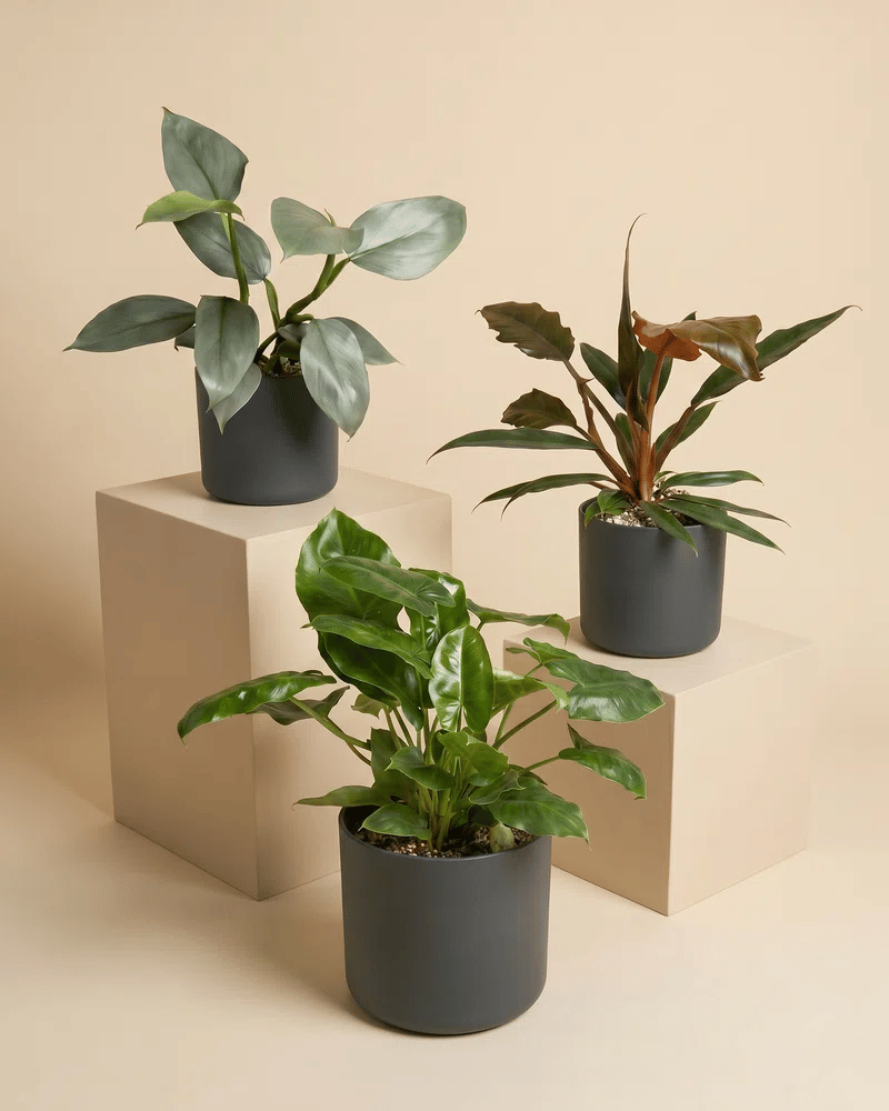 feey-schweizer-philodendron-trio-pluto-hastatum-burle-marx-set image 7