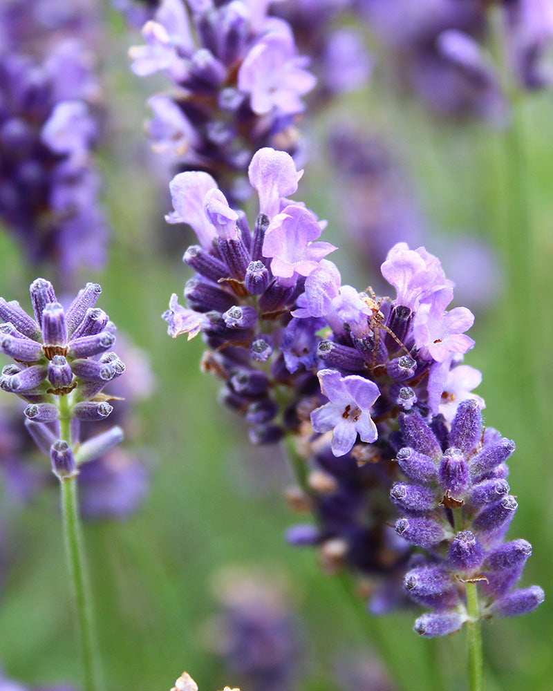 feey-lavendel-lavandula-angustifolia-hidcote-blue image 2