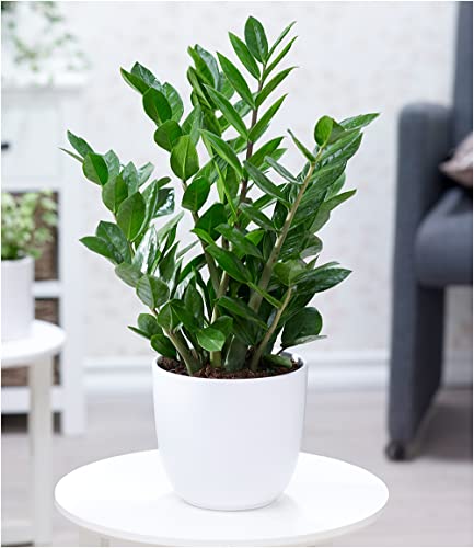 baldur-garten-zamioculcas-gl-cksfeder-pflanze-im-12-cm-topf image 5