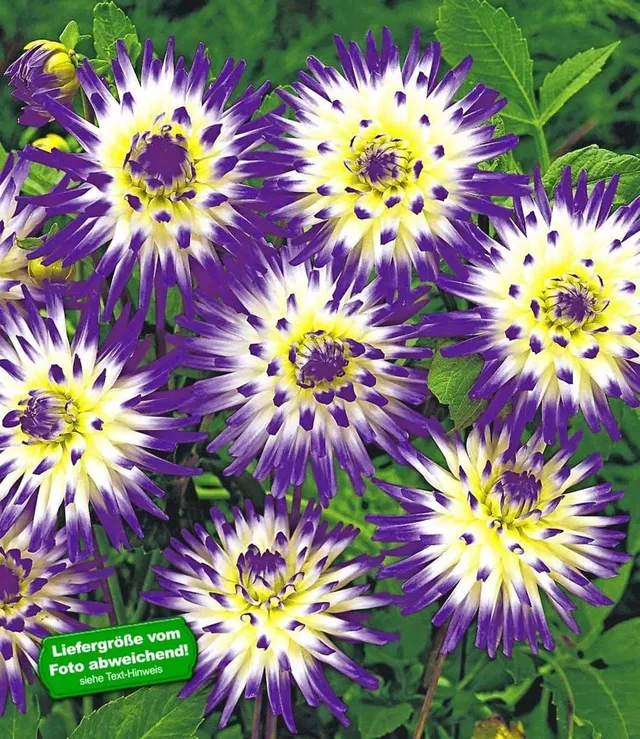 baldur-garten-dahlie-veritable-2x-knollen-gr-e-i image 1
