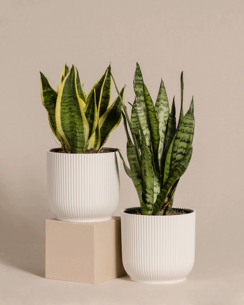 feey-unzerst-rbares-duo-2x-schwiegermutterzunge-sansevieria-trifasciata image 7