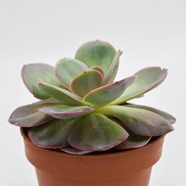 pasiora-echeveria-green-pacific-sukkulente-14-cm-topf image 1