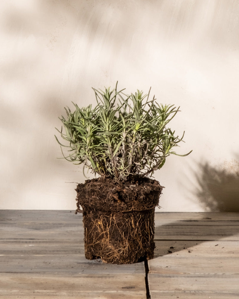 feey-lavendel-lavandula-angustifolia-hidcote-blue image 3
