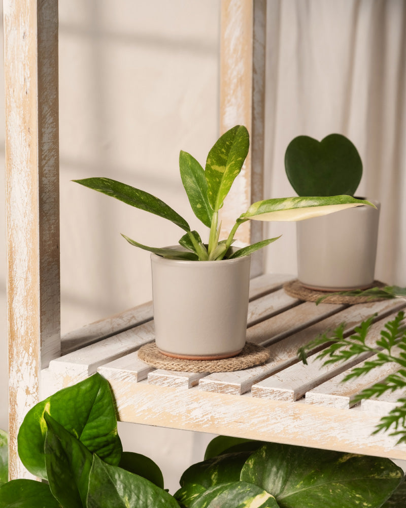 feey-philodendron-ring-of-fire-babypflanze-rarit-t image 4