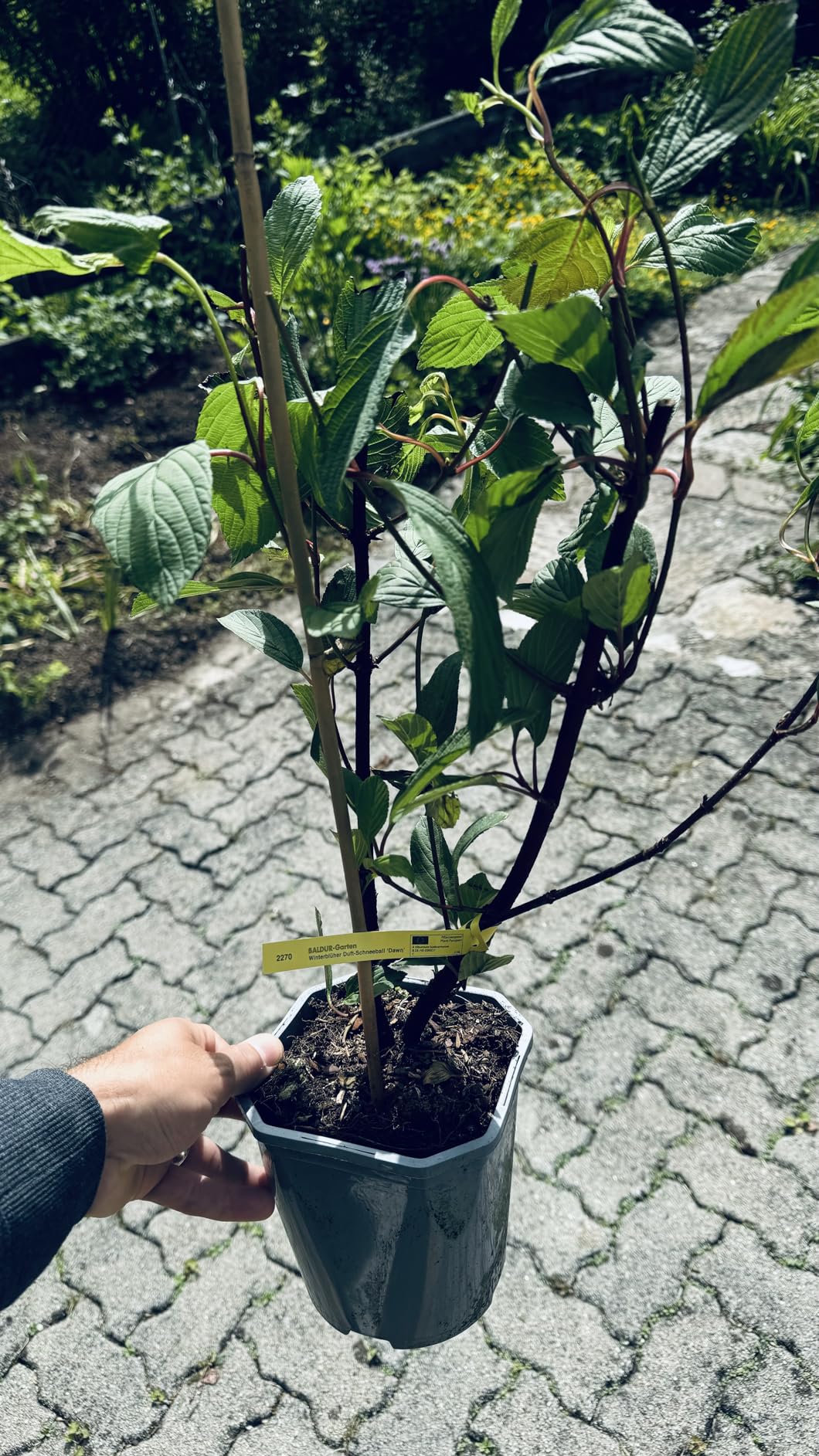Schöne Winterblüte