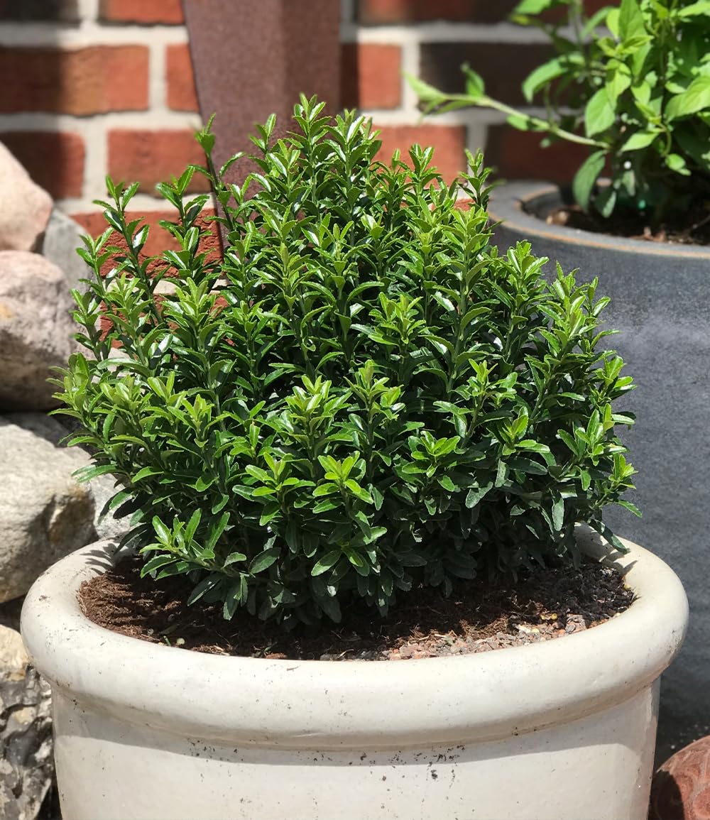 baldur-garten-euonymus-green-empire-pflanze-im-9x9cm-topf image 3