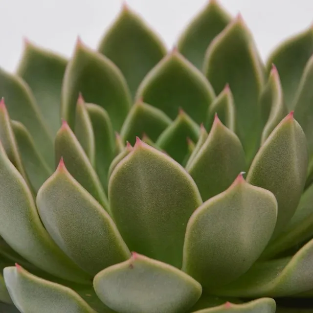 pasiora-echeveria-mira-hybrid-sukkulente-10-5cm image 1