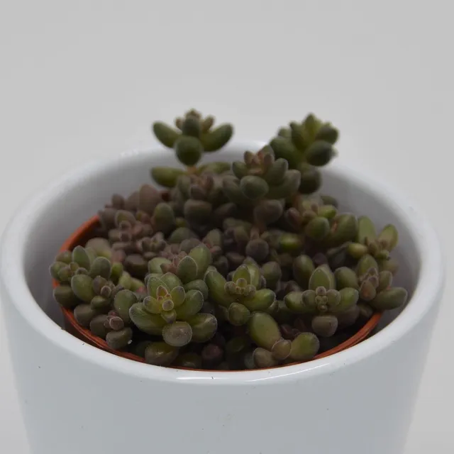 pasiora-sedum-stahlii-sukkulente-5-5cm image 1