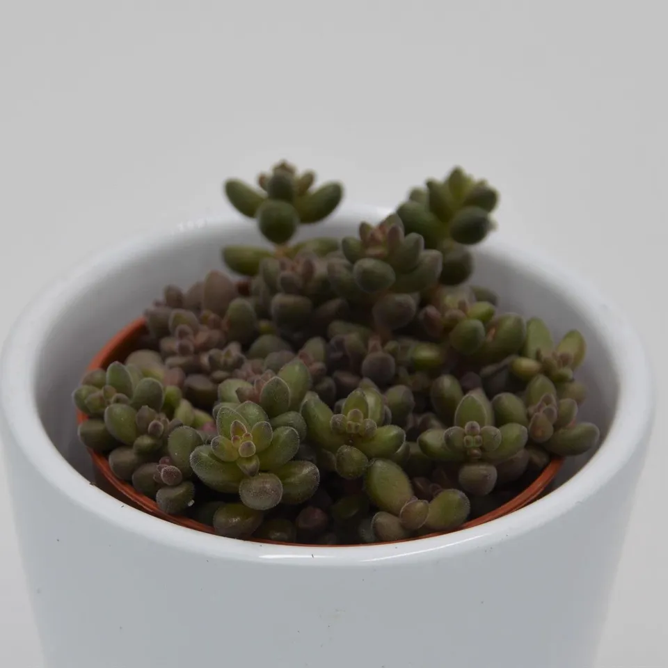pasiora-sedum-stahlii-sukkulente-5-5cm image 1