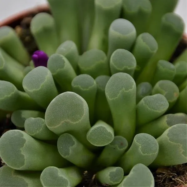 pasiora-frithia-pulchra-sukkulente-8-5cm-topf image 1