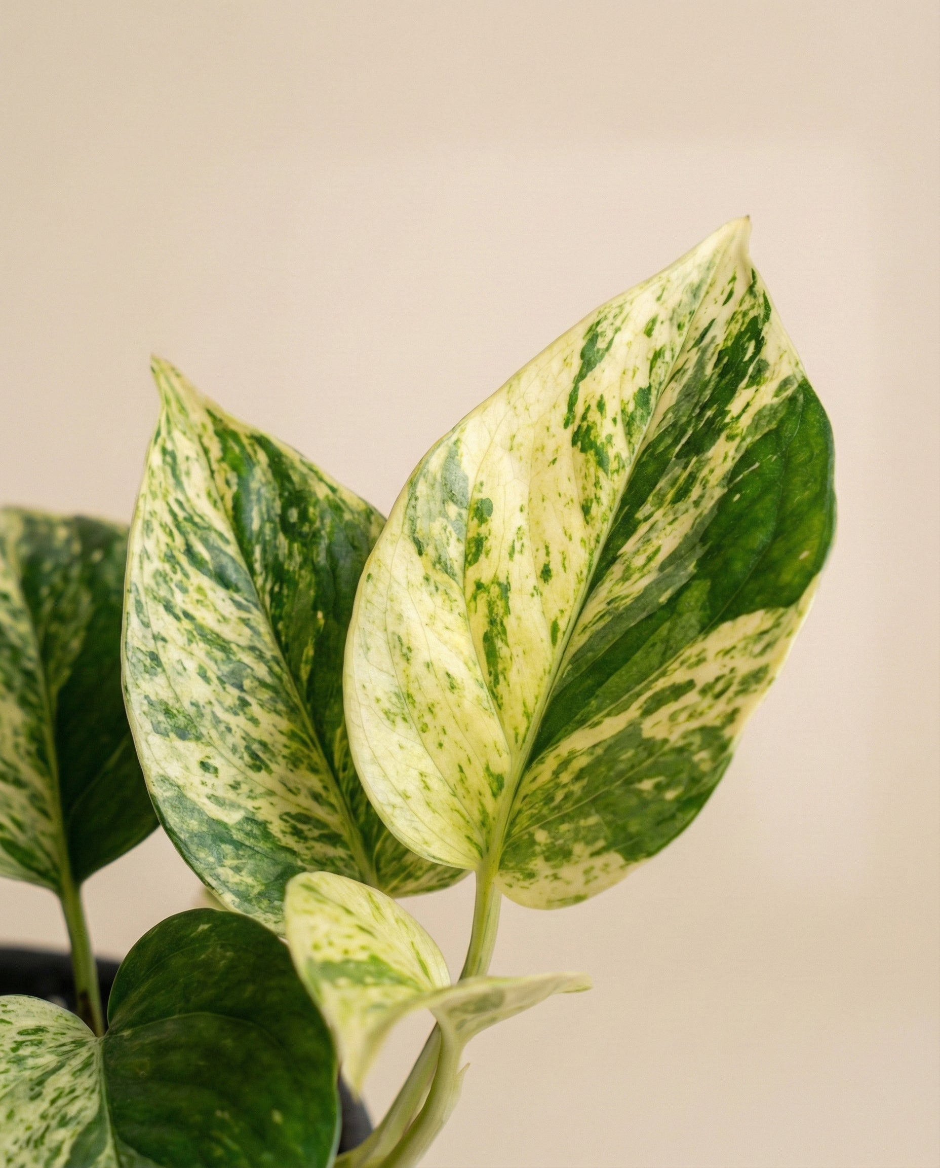 feey-efeutute-marble-queen-zimmerpflanze image 8