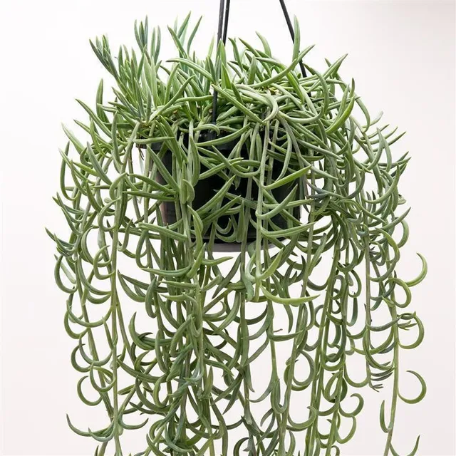 pasiora-senecio-radicans-string-of-bananas-ampel-im-14cm-topf-50-60cm image 1