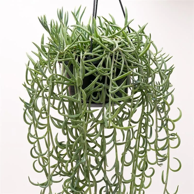 pasiora-senecio-radicans-string-of-bananas-ampel-im-14cm-topf-50-60cm image 1
