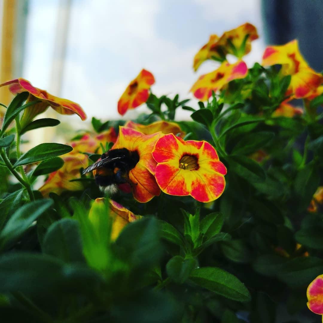 Blütenmeer auf dem Balkon
