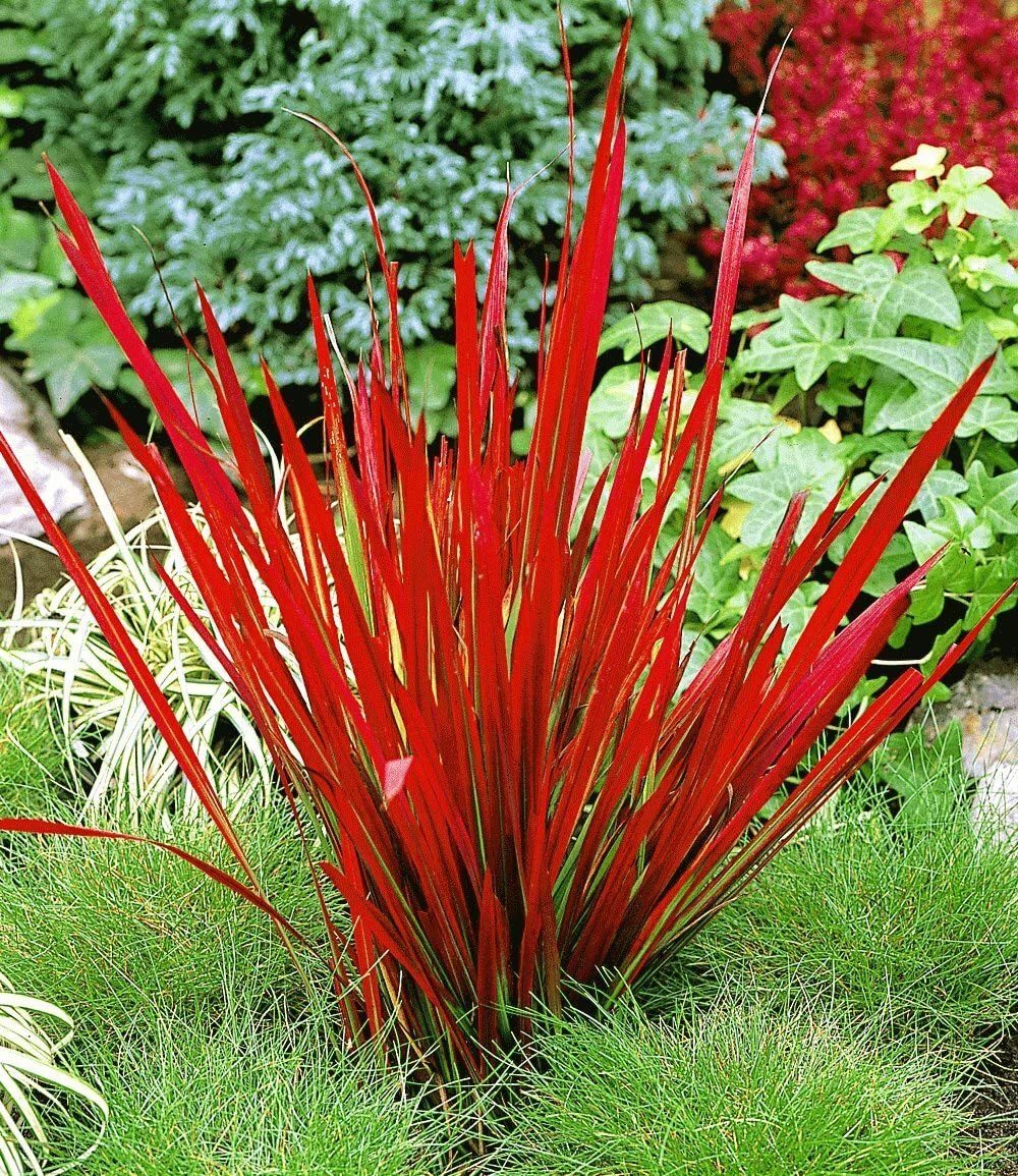baldur-garten-9er-winterhartes-gr-serbeet-9-pflanzen-im-9x9-cm-topf image 3