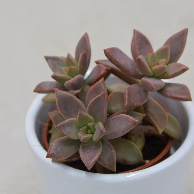 pasiora-sedum-bordeauxhart-sukkulente-5-5cm image 1