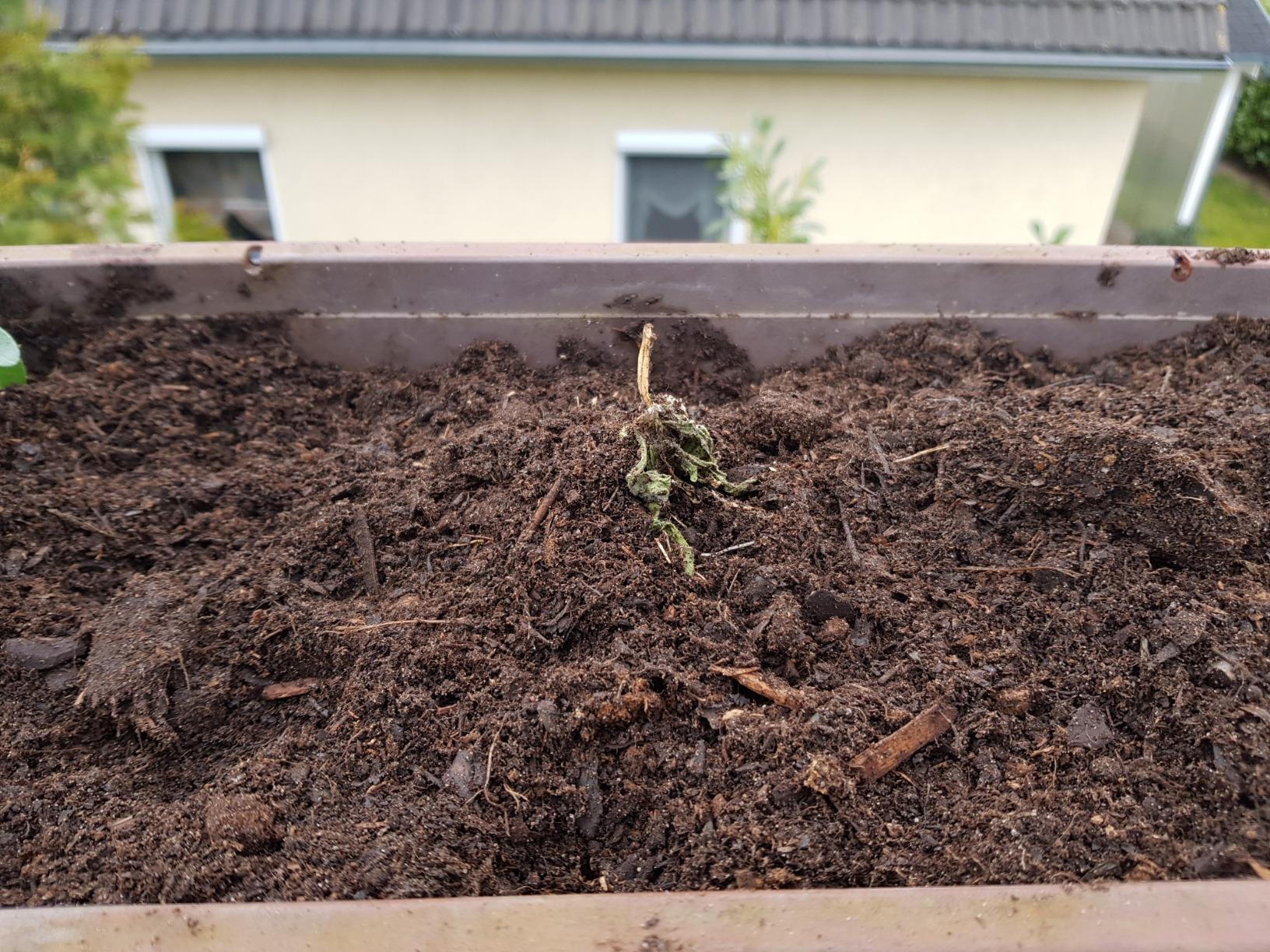 Meine Lieblingsblume diesen Sommer