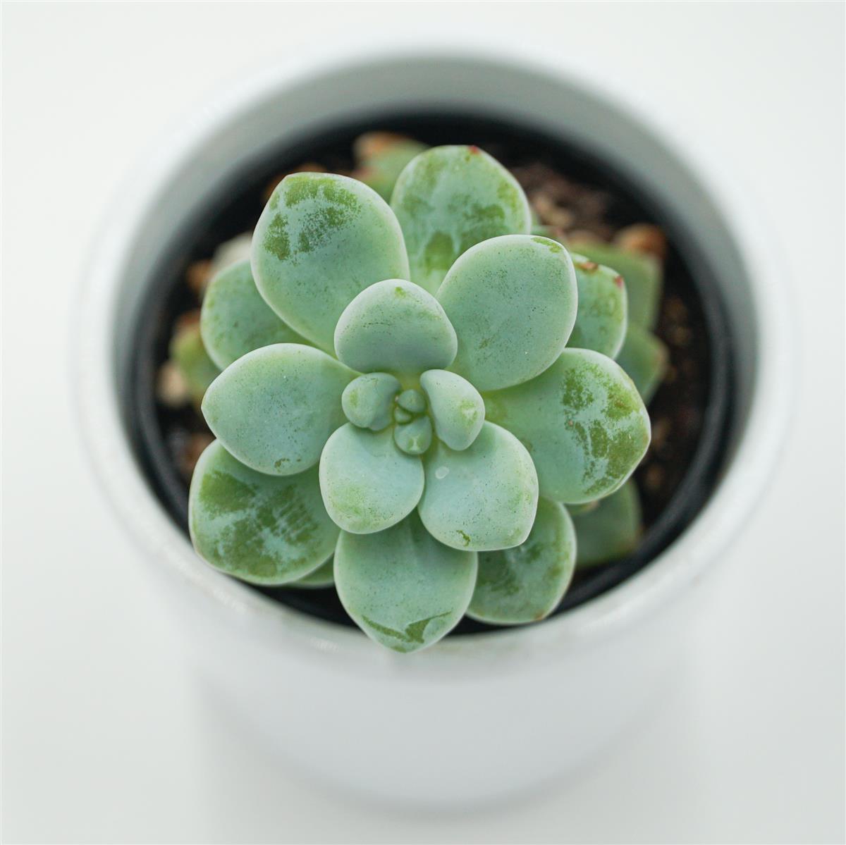 pasiora-sedum-clavatum-sukkulente-5-5-cm-topf image 2