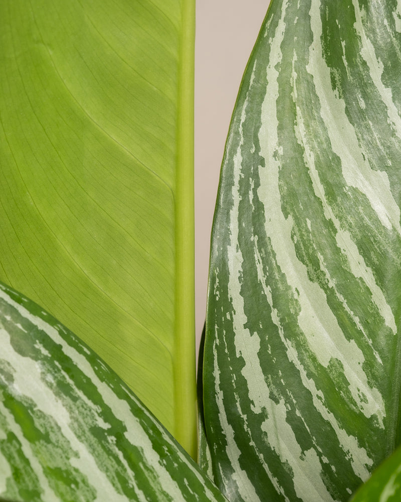 feey-aglaonema-stripes-kolbenfaden-mittel image 2