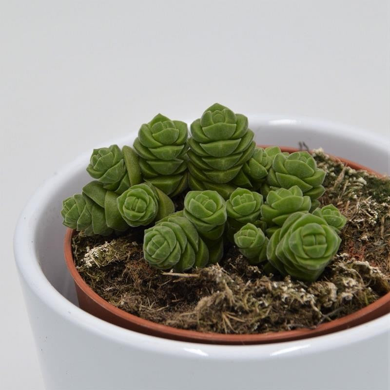pasiora-crassula-columella-s-ulen-sukkulente-8-5cm-topf image 3