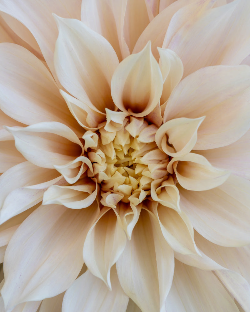 feey-dahlien-beige-caf-au-lait-knollen-au-enpflanze image 2