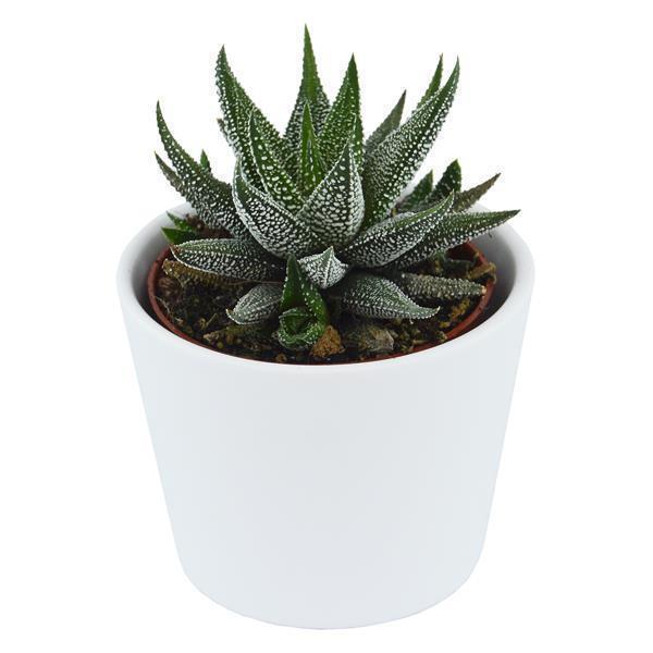 pasiora-haworthia-5er-sukkulenten-mix-ohne-bertopf image 4