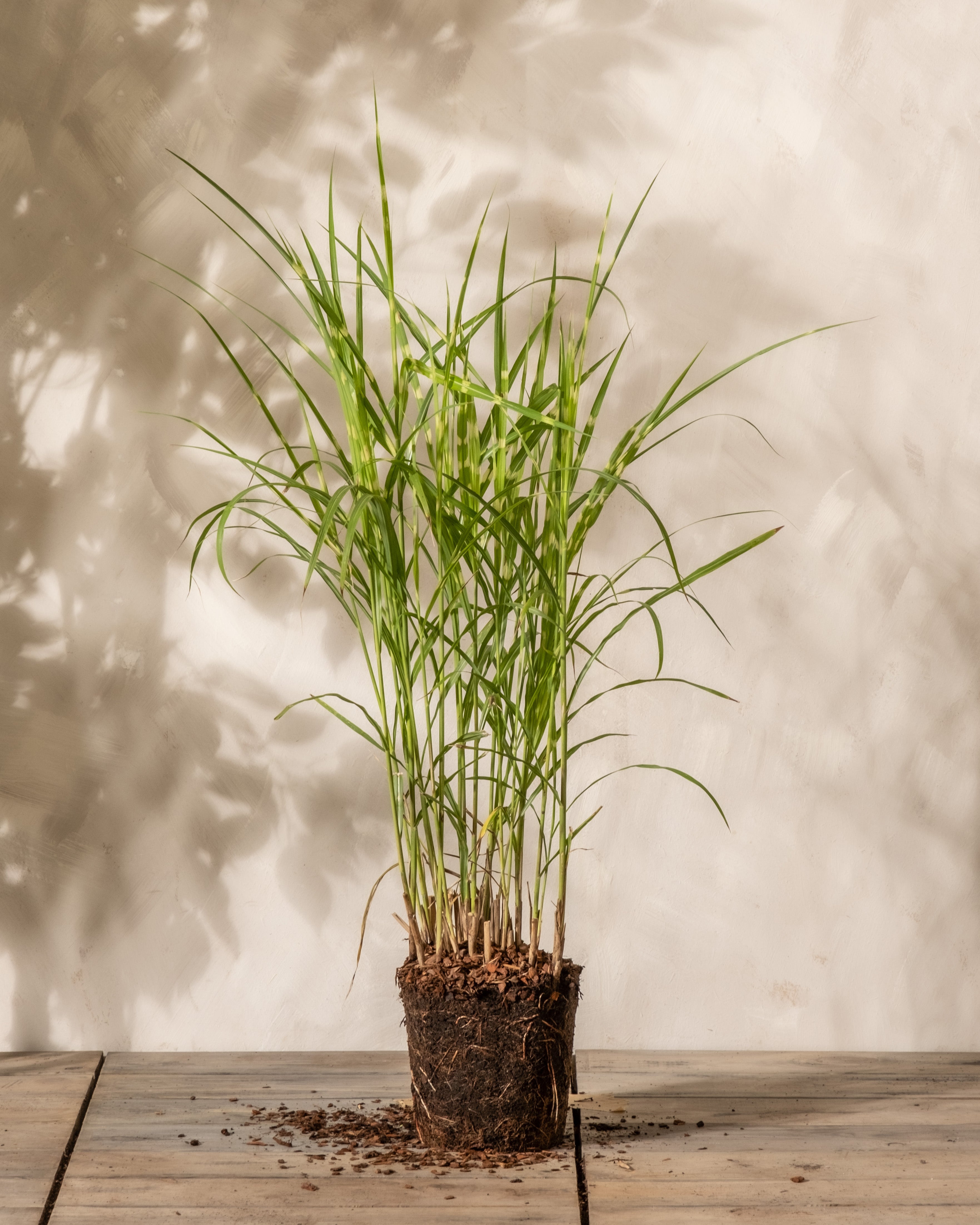 feey-miscanthus-sinensis-strictus-stachelschweingras-1-2-m image 3
