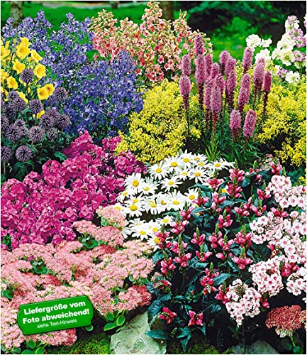 baldur-garten-staudenbeet-gartenfreude-15er-set-winterharte-stauden-im-7x7-cm-to image 4