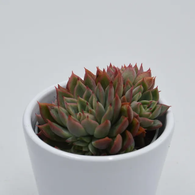 pasiora-echeveria-mebina-sukkulente-6cm-topf image 1