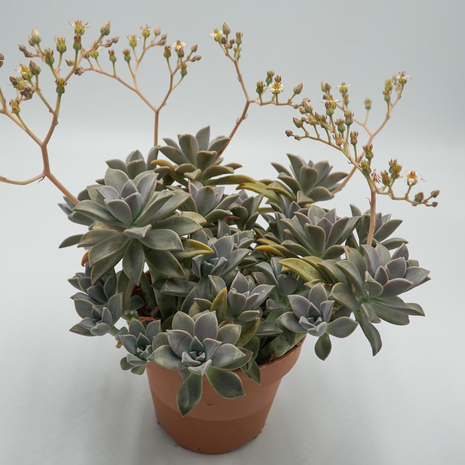 pasiora-graptopetalum-paraguayense-sukkulente-14cm-topf image 1