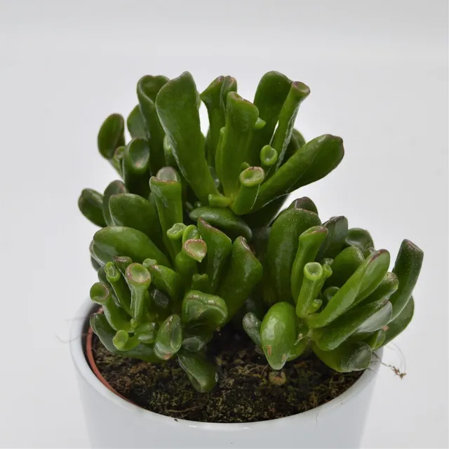 pasiora-crassula-gollum-dickblatt-12cm-topf image 1