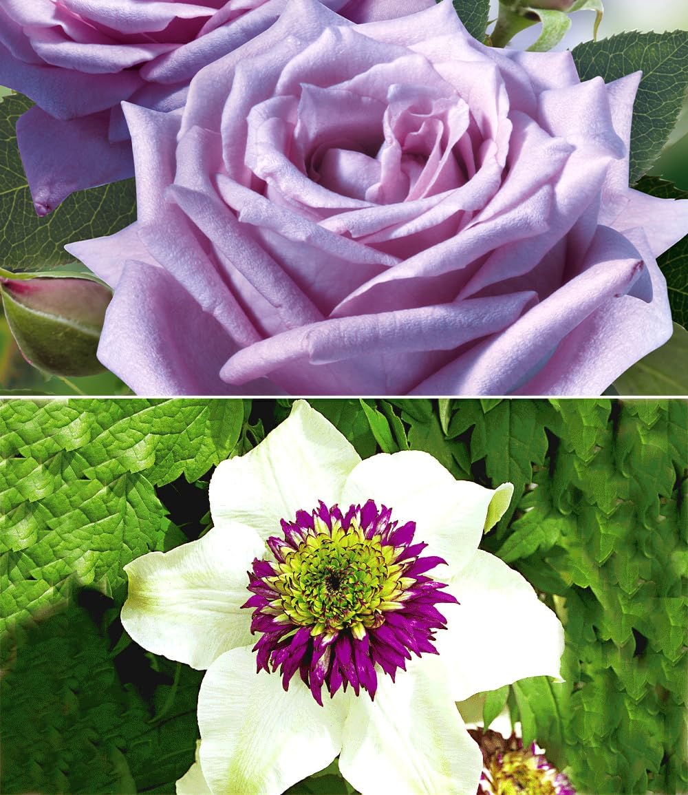 baldur-garten-set-clematis-florida-sieboldii-edelrose-mamy-blue image 4