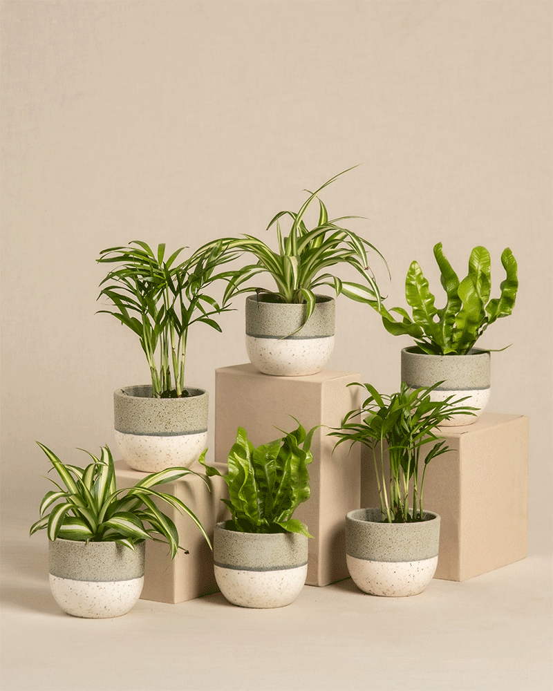 feey-ungiftige-babypflanzen-6er-set-tierfreundlich image 4